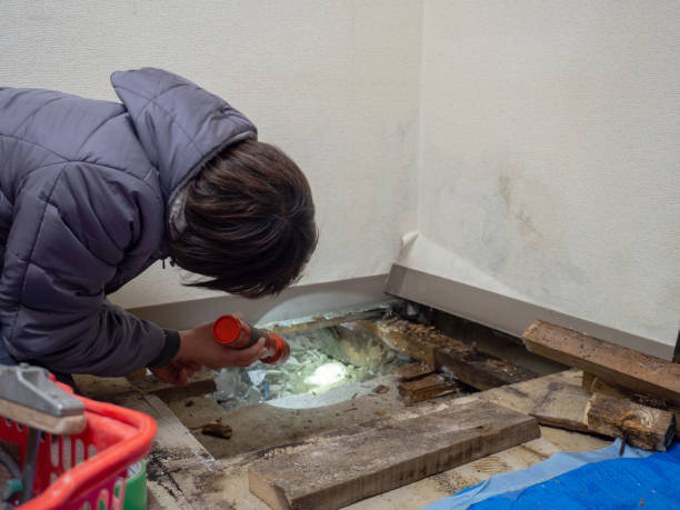 Best Water Damage & Mold Remediation  in Asbury, IA