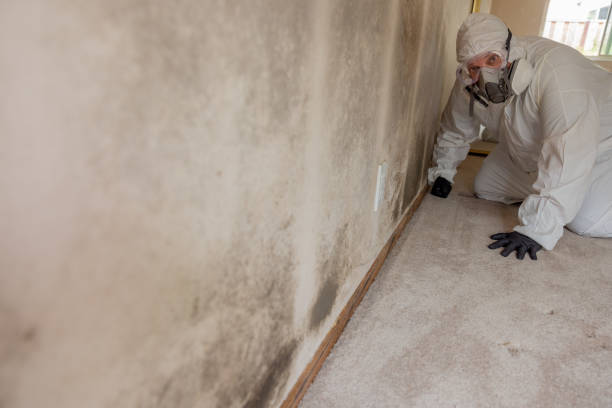 Mold Removal for HVAC Installations in Asbury, IA